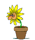 Une plante de letchies Fleur_1